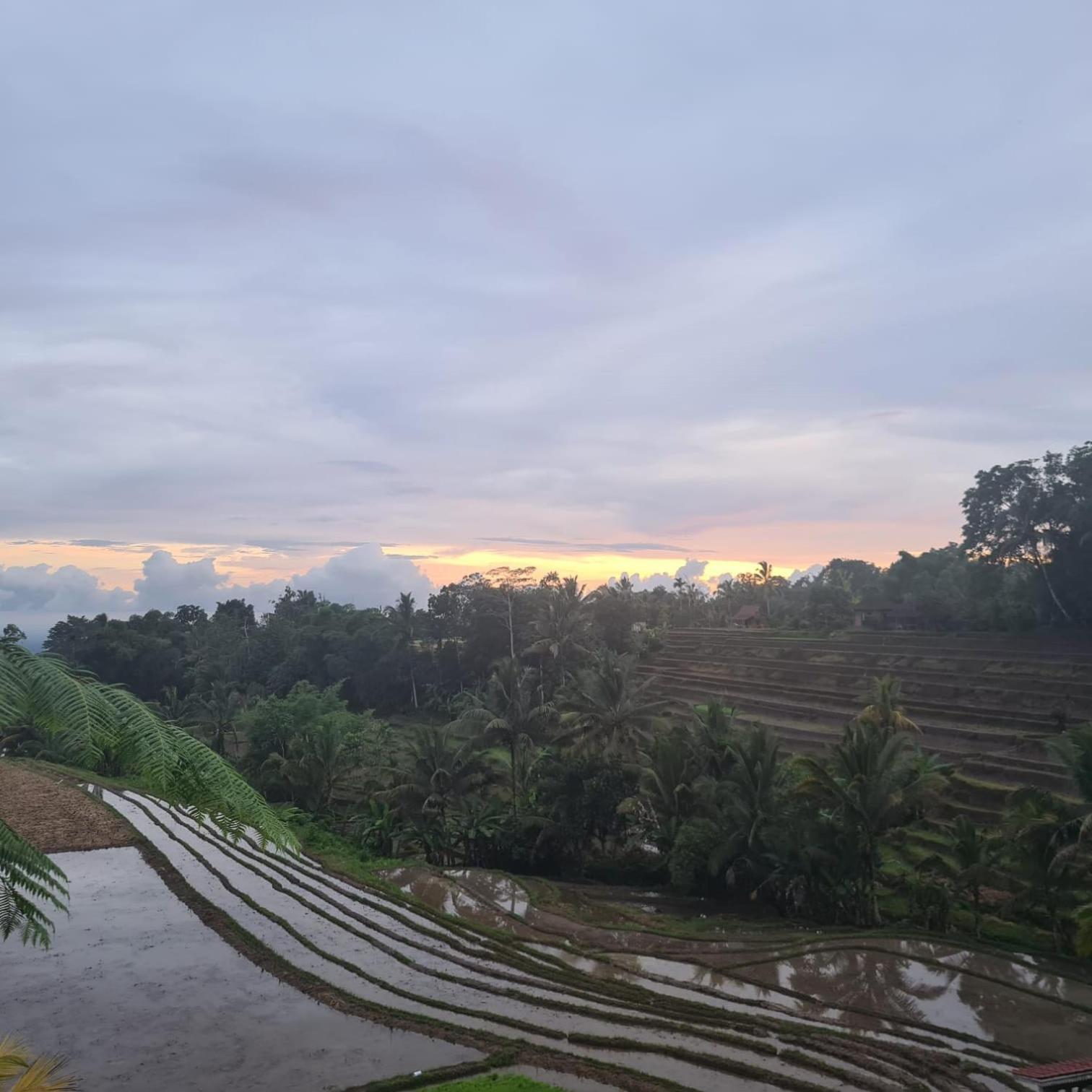 D'Ume Bendoel Homestay Jatiluwih Esterno foto